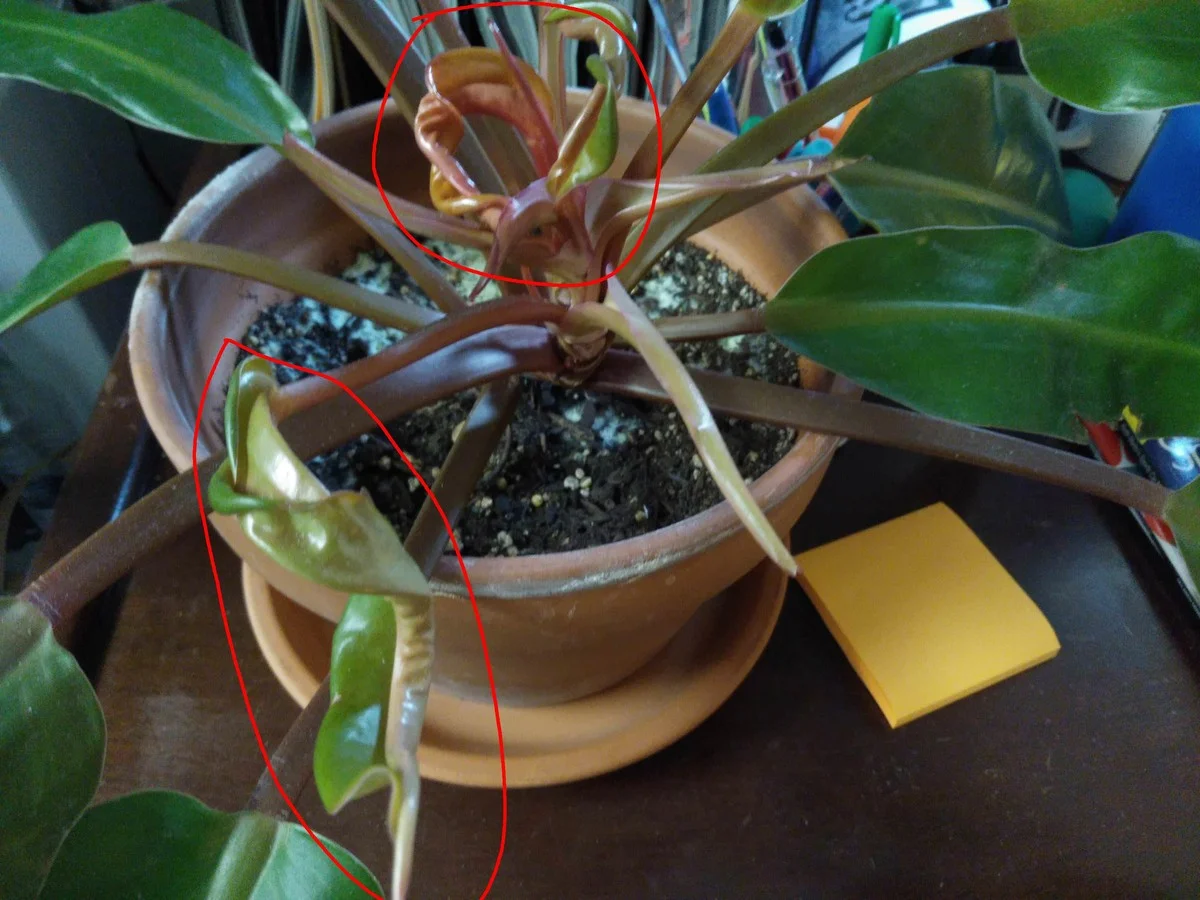 Der chirurgische Trick: Wie dieser Schnitt Ihren Philodendron im Jänner neue Triebe bilden lässt - image 2