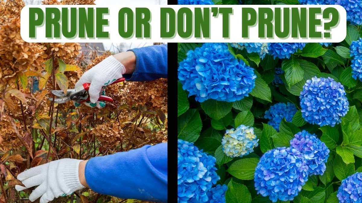 Der entscheidende Fehler: Warum viele Österreicher ihre Hortensien im Jänner falsch zurückschneiden - image 1