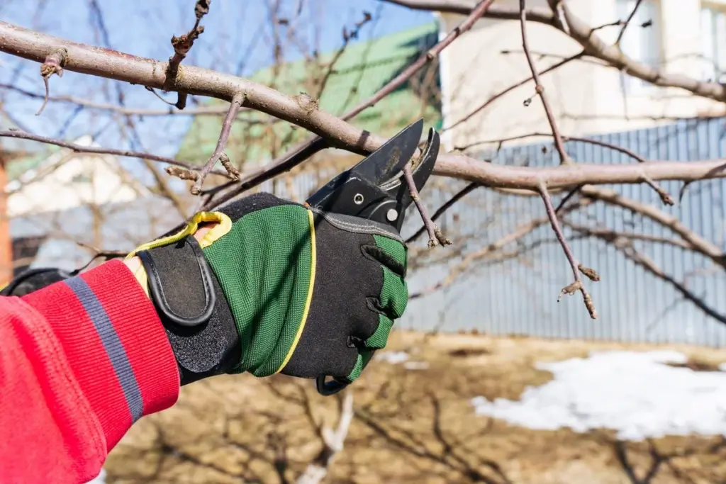 Der geheime Trick alter Gärtner: Darum jetzt (trotz Kälte) Apfelbäume schneiden