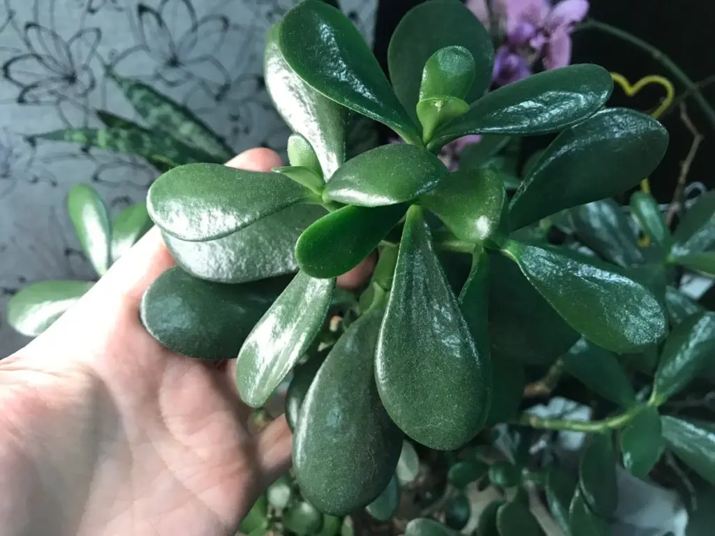 Der Geldbaum verliert Blätter: Er ist ein Finanzbarometer – und deine Oma wusste es schon!