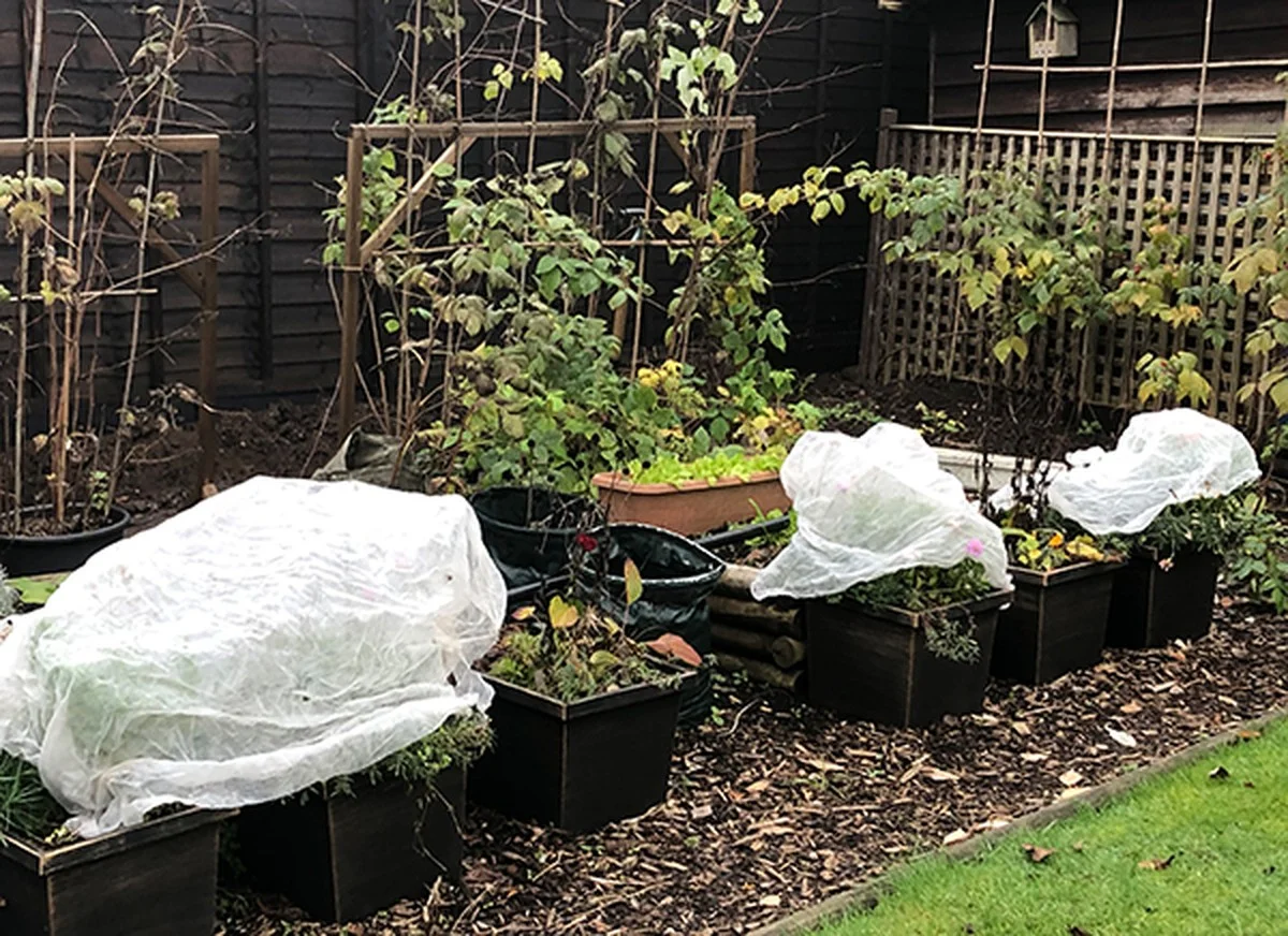 Der größte Fehler nach dem ersten Schnee: Warum Sie diese Pflanze nicht mit warmem Wasser gießen dürfen - image 1