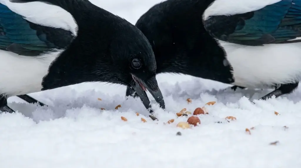 Der Trick erfahrener Gärtner: Darum legen sie den alten Schwamm unter jeden Blumentopf