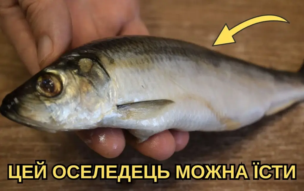 Der unerwartete Blick, der Fischhändler nervös macht: So sehen Sie sofort, ob Hering frisch ist