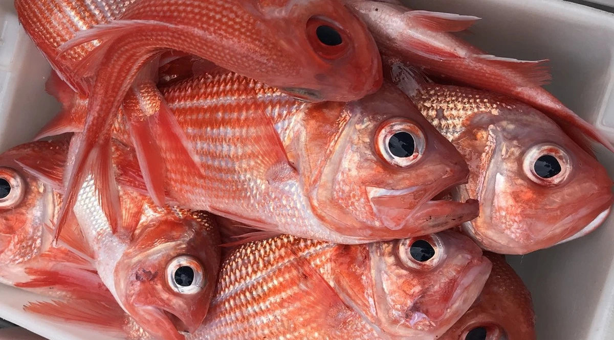 Der unerwartete Blick, der Fischhändler nervös macht: So sehen Sie sofort, ob Hering frisch ist - image 1