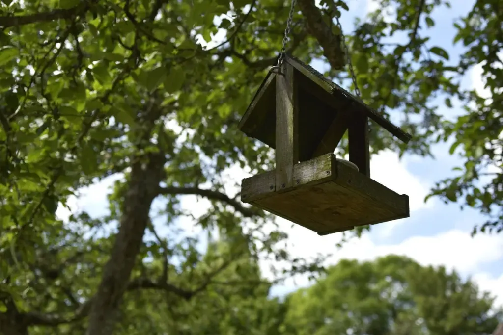 Der versteckte Grund: Warum die Vögel Ihr Futterhaus in Österreich ignorieren