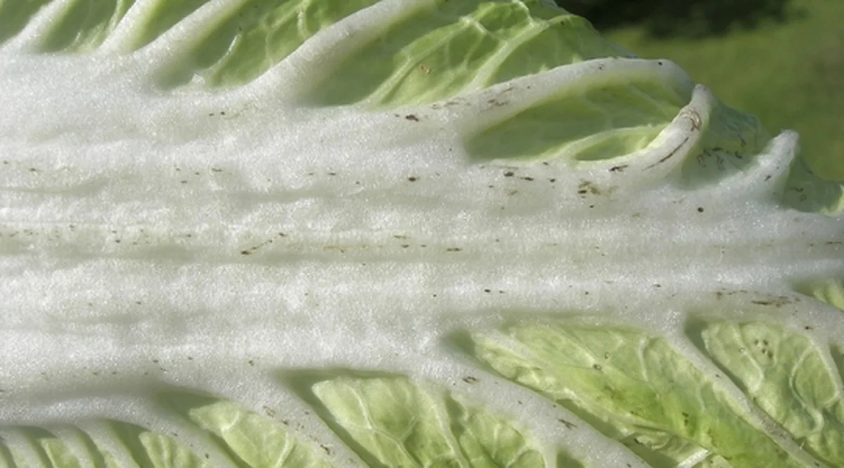 Der versteckte Grund, warum man bei Karotten mit schwarzen Flecken niemals nur die Stelle wegschneiden sollte - image 2