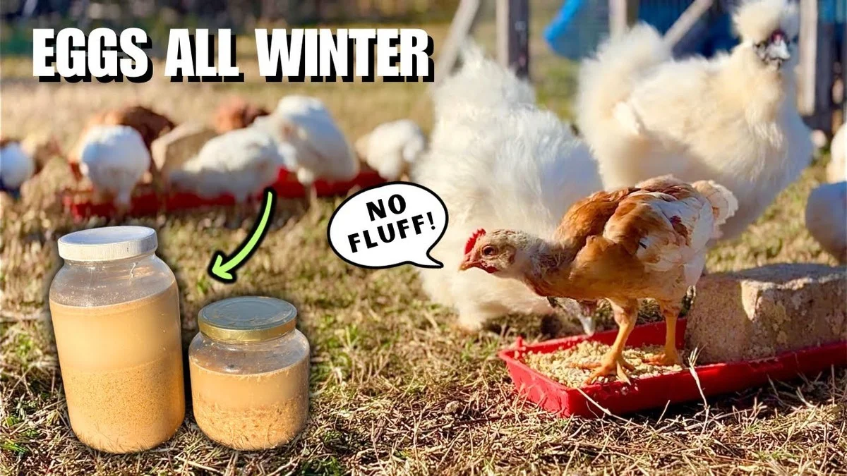 Der versteckte Trick, wie erfahrene Züchter Hennen auch bei Minus 25 Grad legen lassen - image 1