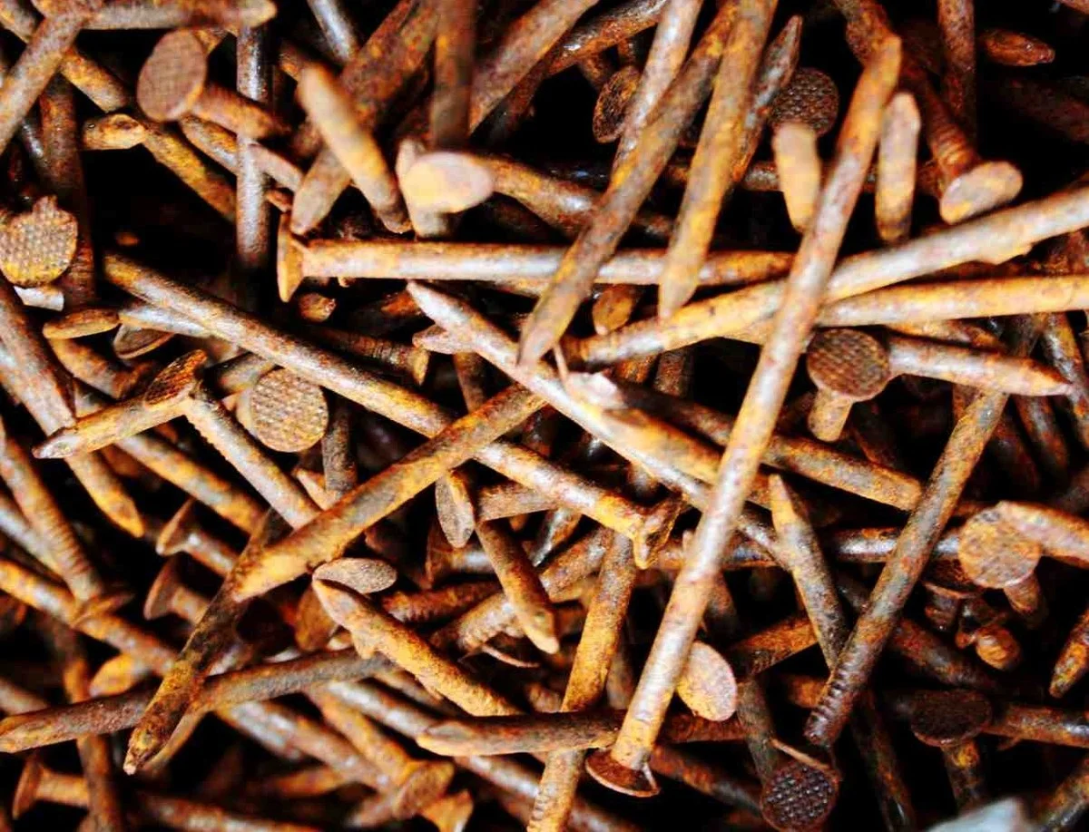 Der versteckte Trick mit verrosteten Nägeln, damit Ihre Hortensien wieder intensiv blau blühen - image 2