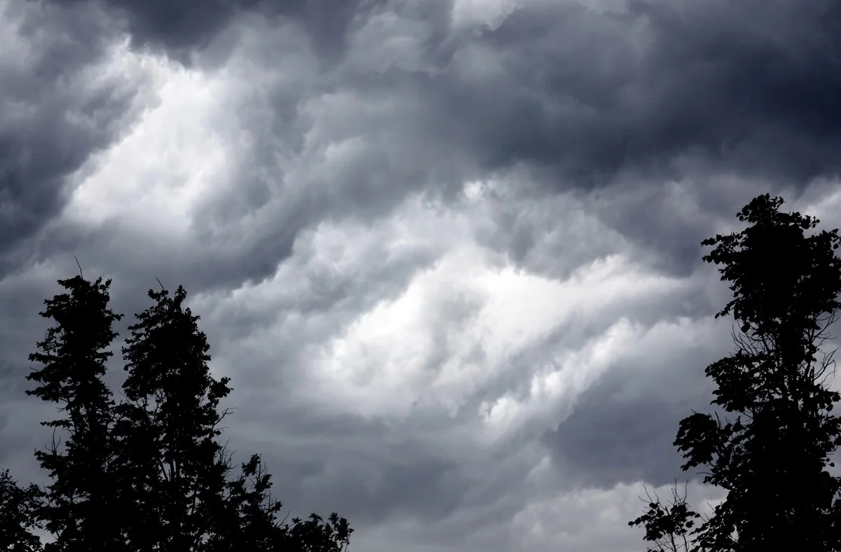 Deshalb setzen österreichische Förster auf diese eine, unscheinbare Baumart gegen die Klimakrise - image 1