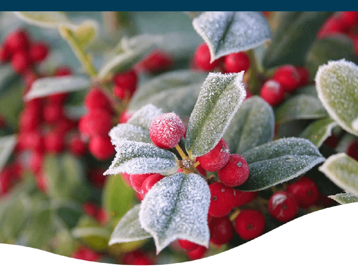 Deswegen pflanzen Experten Anfang Jänner diese unscheinbare Pflanze für ein glückliches neues Jahr - image 1