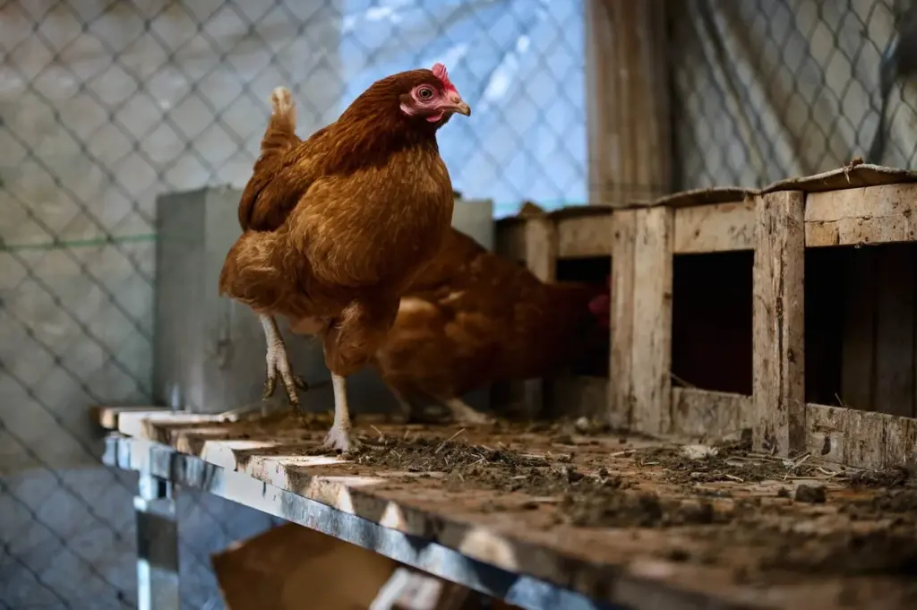 Dieser Hühnerstall-Abfall, den die Alten nie wegwarfen: Er verwandelt jeden Gemüsegarten in 3 Monaten.
