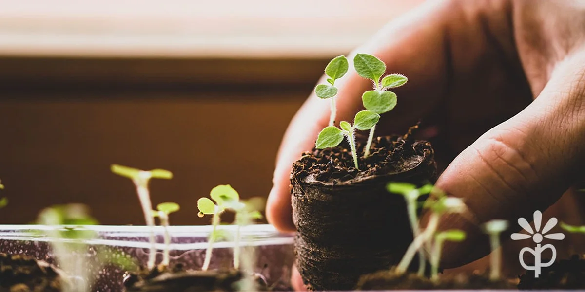 Drei Gemüse müssen Sie im Jänner VORZIEHEN: Gärtner in Österreich kennen den Trick - image 1