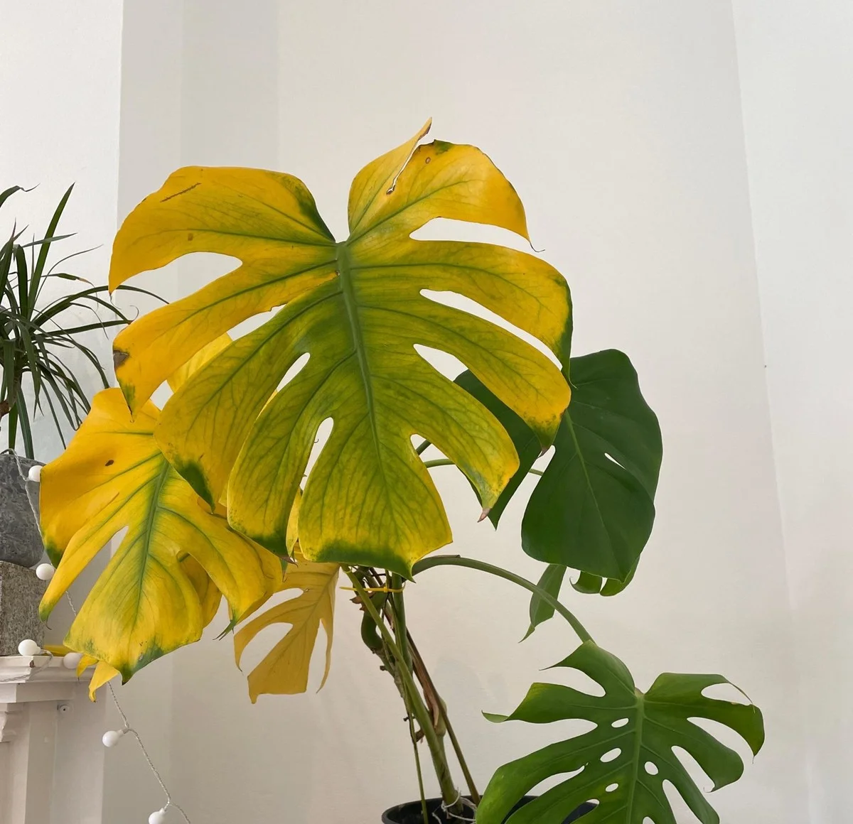 Drei Gründe, warum Ihre Pflanzen im Winter gelb werden – und es liegt NICHT an der Trockenheit - image 1