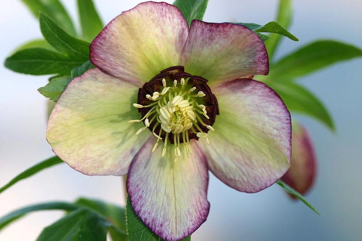 Drei Pflanzen, die man im Januar vor dem Fenster pflanzen muss, um den «Winter-Blues» endgültig zu besiegen - image 2