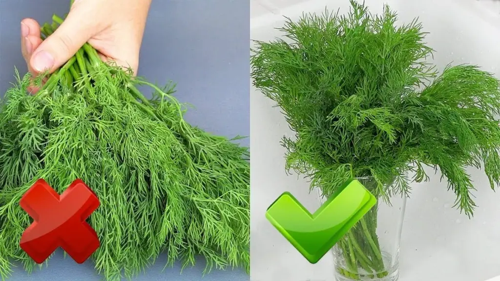Ein Bund Dill und Petersilie hält 2-3 Wochen frisch: So geht's