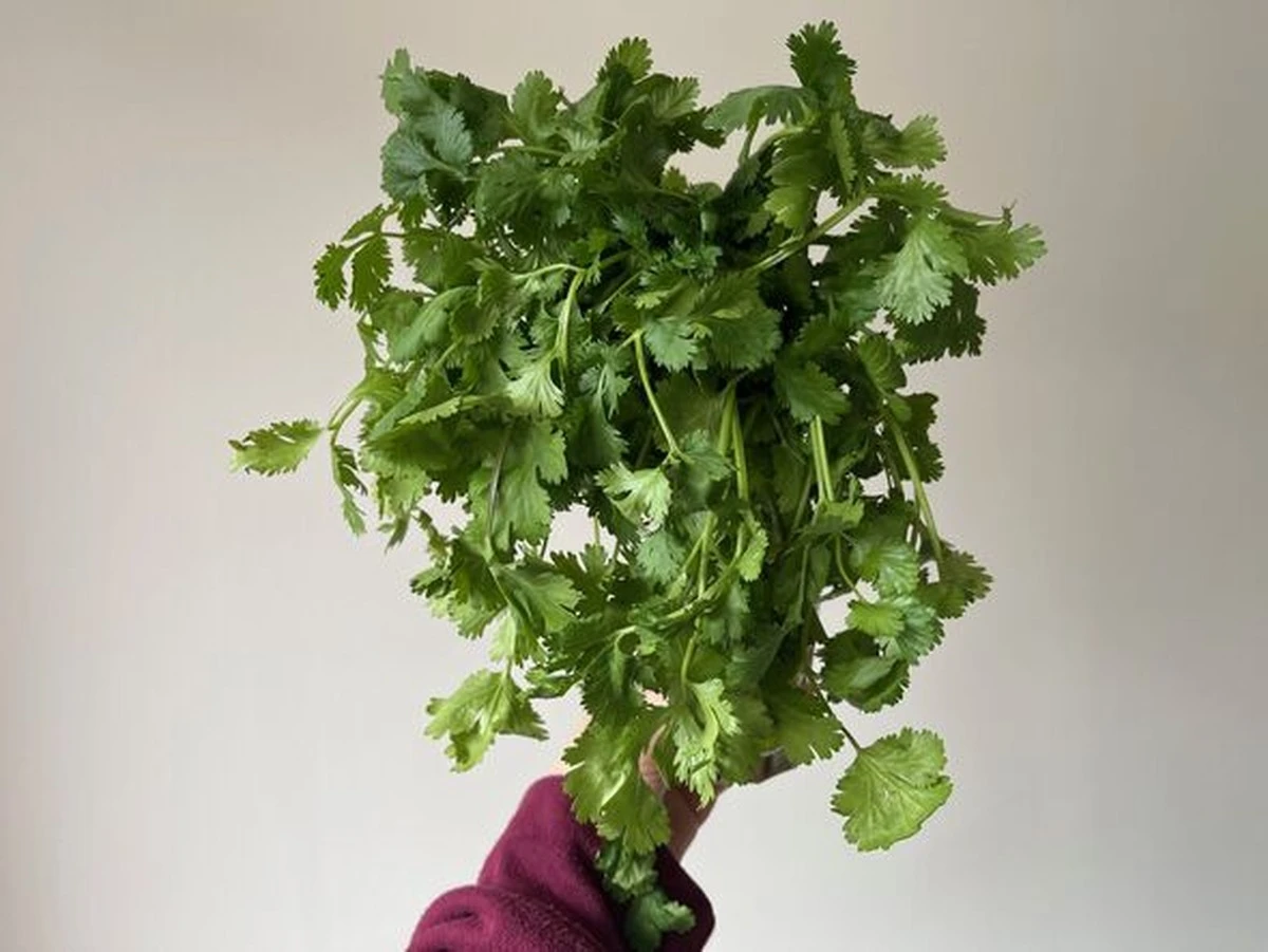 Ein Bund Dill und Petersilie hält 2-3 Wochen frisch: So geht's - image 2