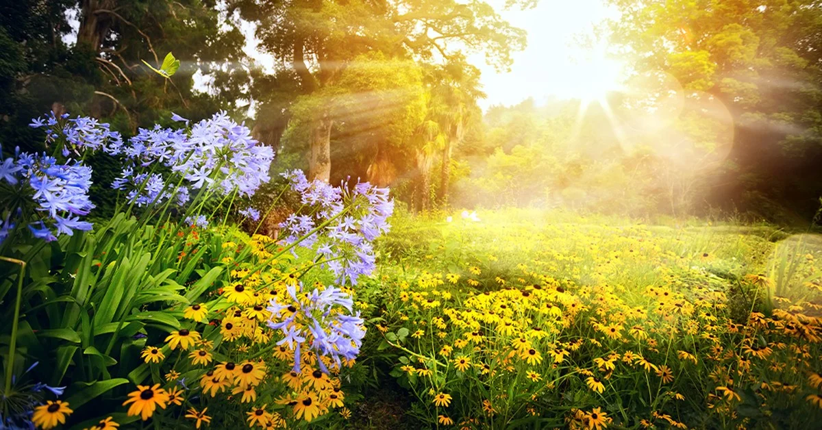 Gärtner in Österreich ignorieren dieses Detail, obwohl es die Ernte verdreifachen könnte - image 1