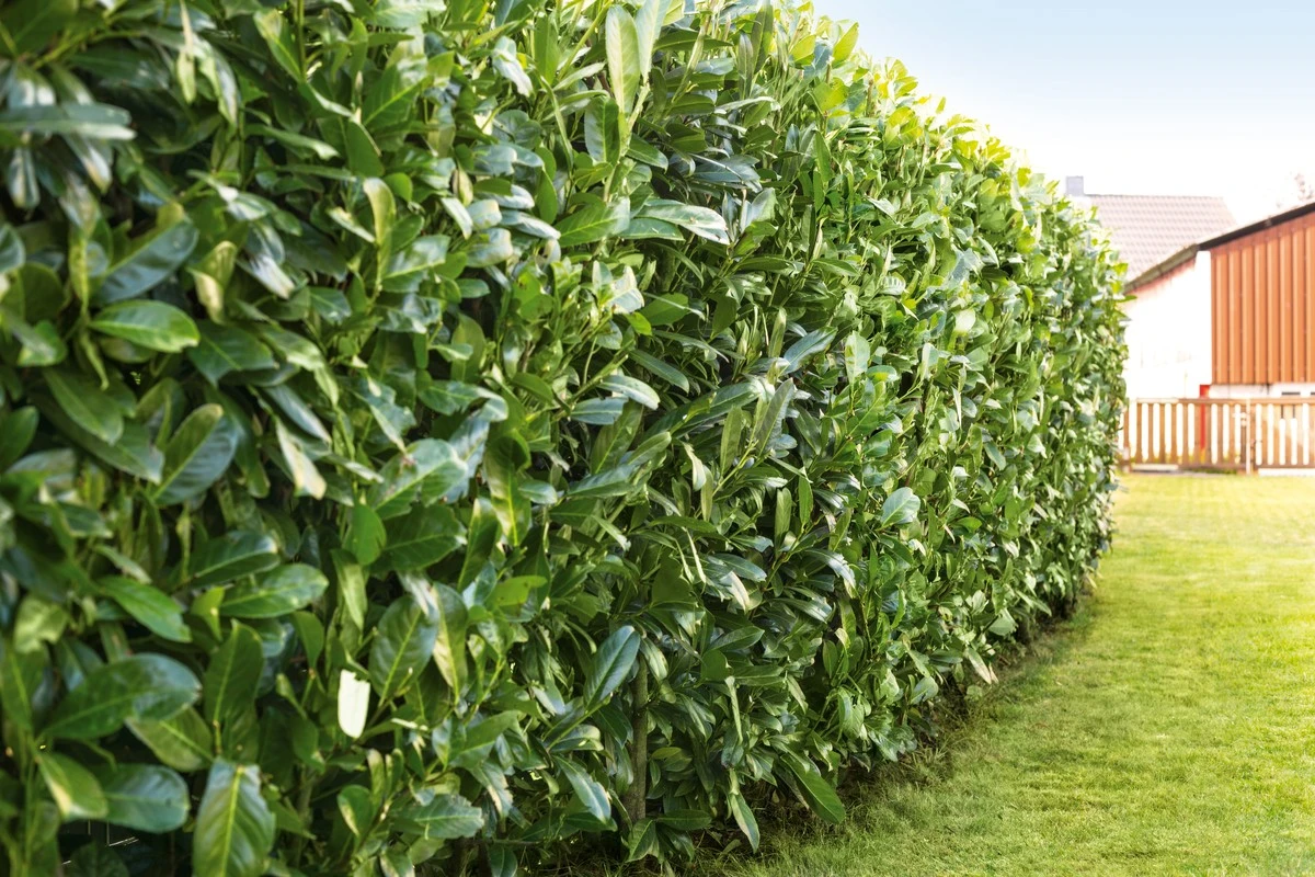 Hecken für faule Gärtner: Der pflegeleichte Sichtschutz, der kaum Schnitt braucht - image 1