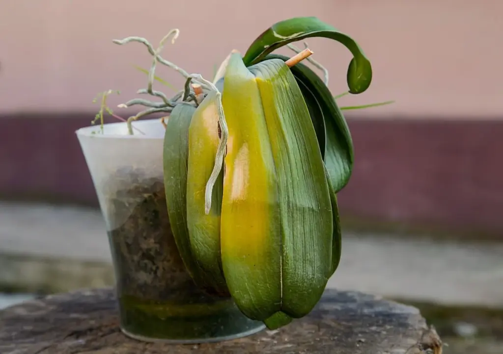 Ich habe das mit dem Zimt versucht: 7 Tricks österreichischer Gärtner, damit jede Orchidee wieder blüht (ohne Chemikalien)