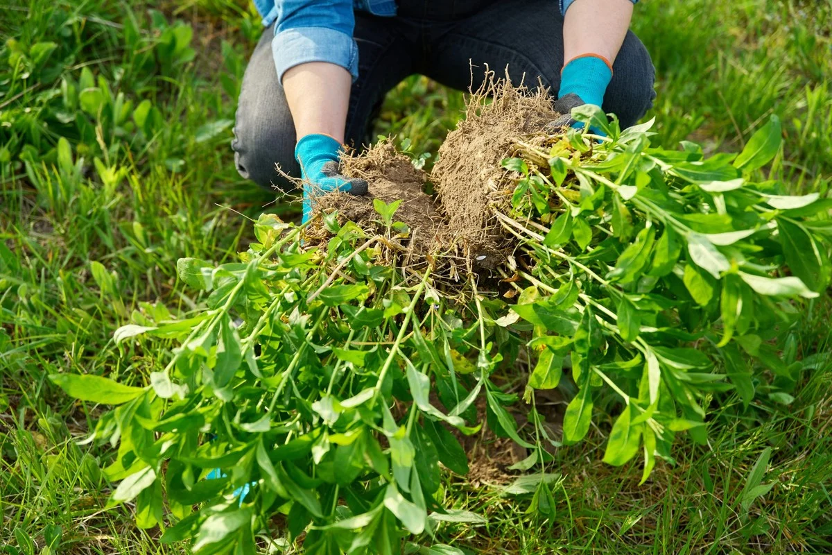 Januar-Geheimnis: Teilen Sie diese Stauden jetzt und erhalten Sie kostenlose Pflanzen! - image 1