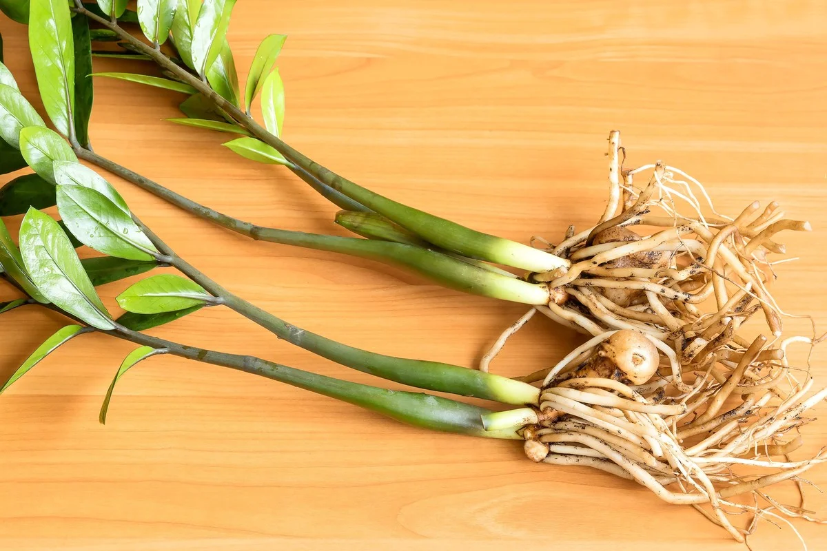 Januar-Geheimnis: Teilen Sie diese Stauden jetzt und erhalten Sie kostenlose Pflanzen! - image 2