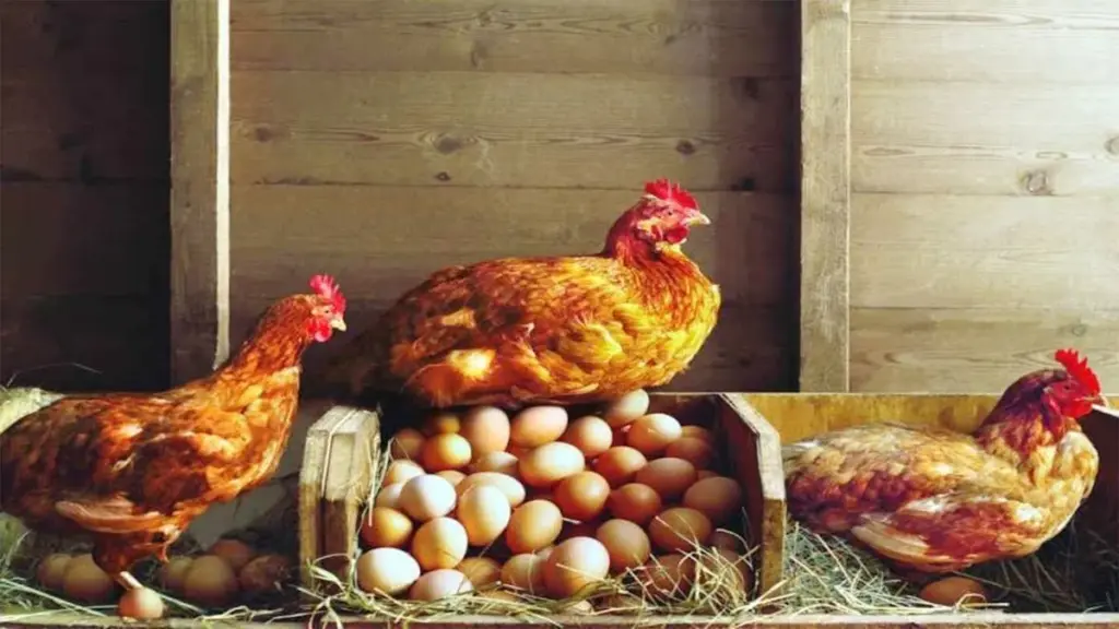 Kurik heizt für 1 Cent: Ein alter Trick, den kaum jemand kennt, aber meine Familie im Dorf schon seit jeher so macht