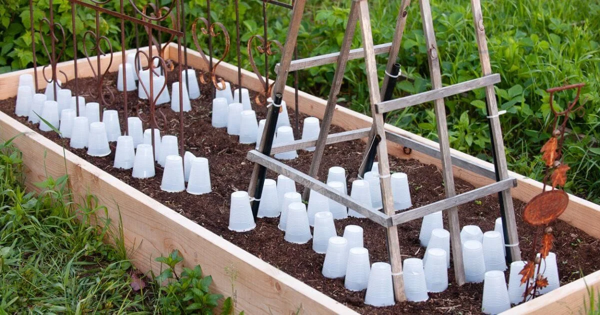 Obstbäume schützen: Selbstgemachte Lehmemulsion für Frostsicherheit - image 2