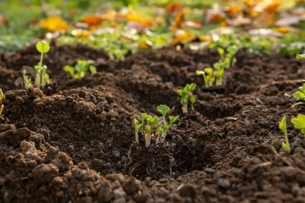 Ranunkeln im Februar pflanzen: So gelingt ein spektakuläres Frühlingsbeet