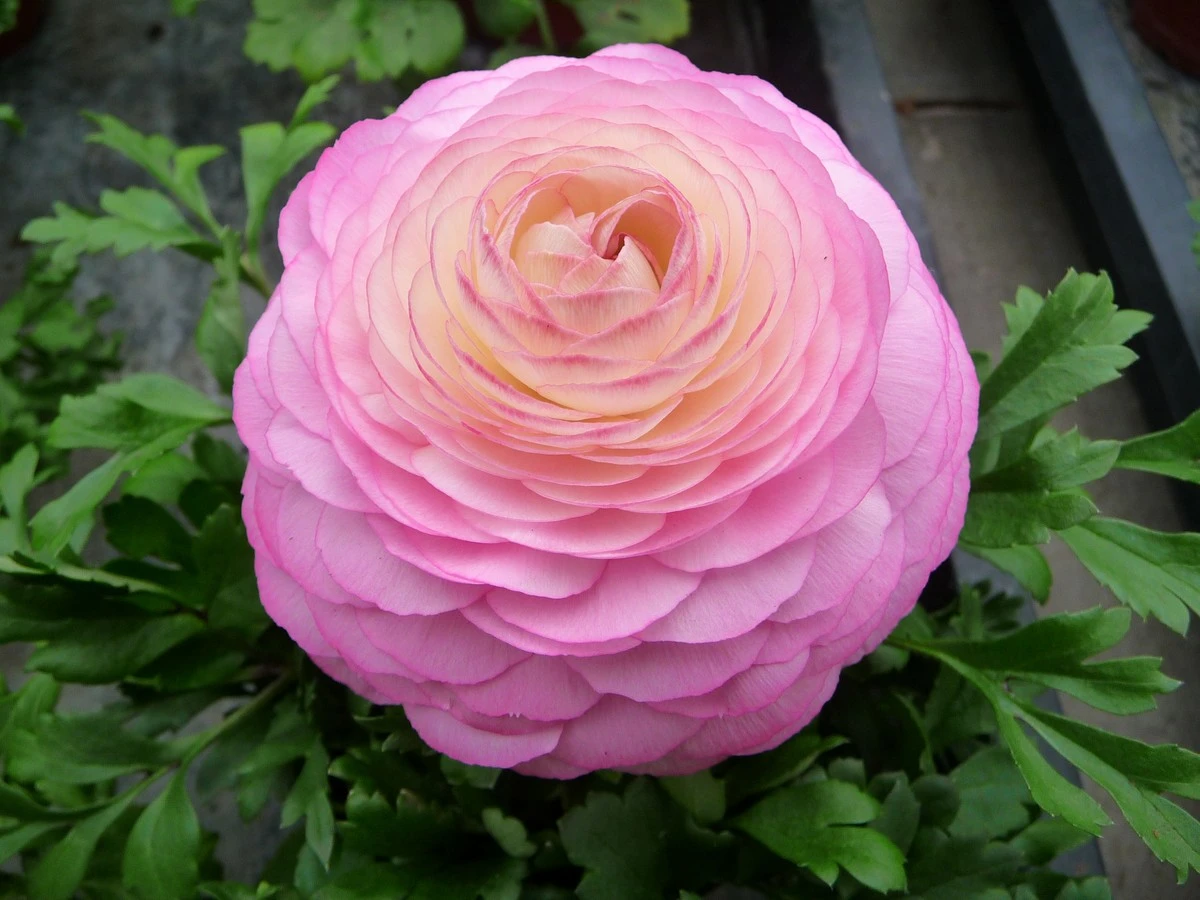 Ranunkeln im Februar pflanzen: So gelingt ein spektakuläres Frühlingsbeet - image 1