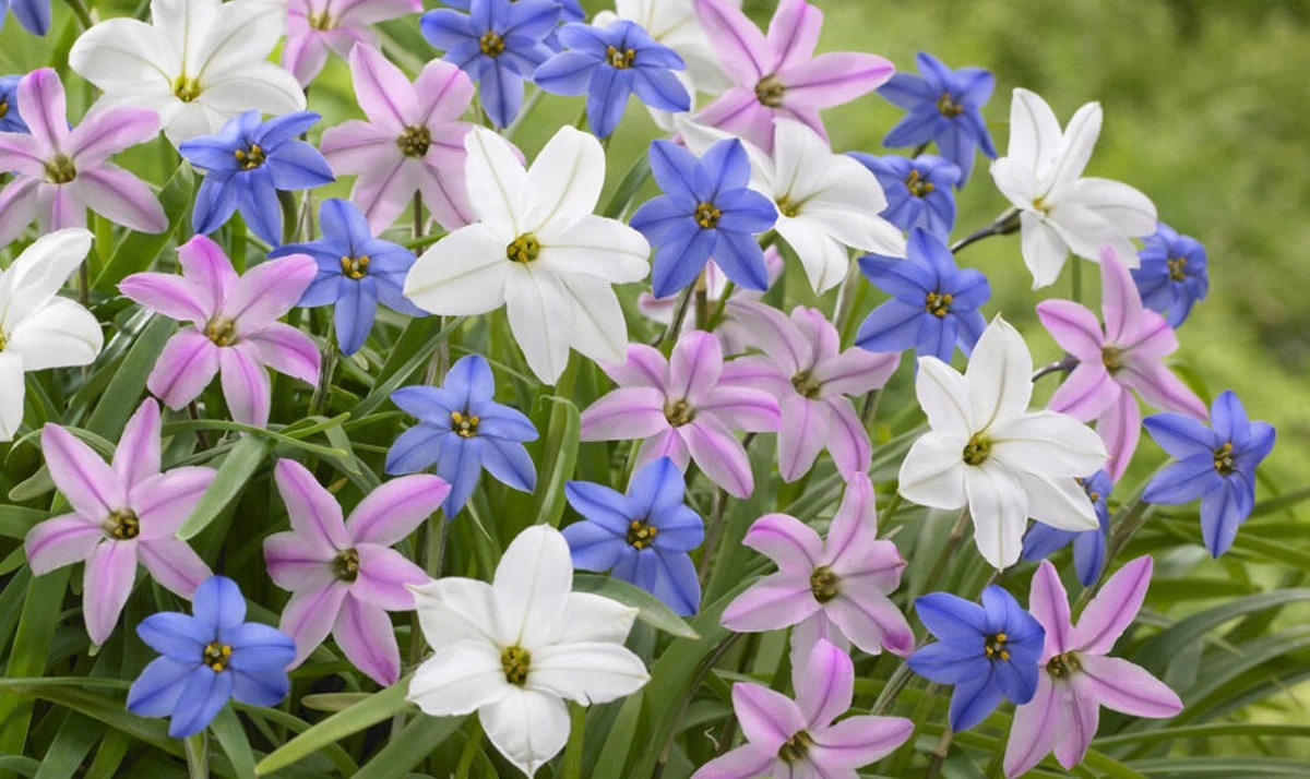 Ranunkeln im Februar pflanzen: So gelingt ein spektakuläres Frühlingsbeet - image 2