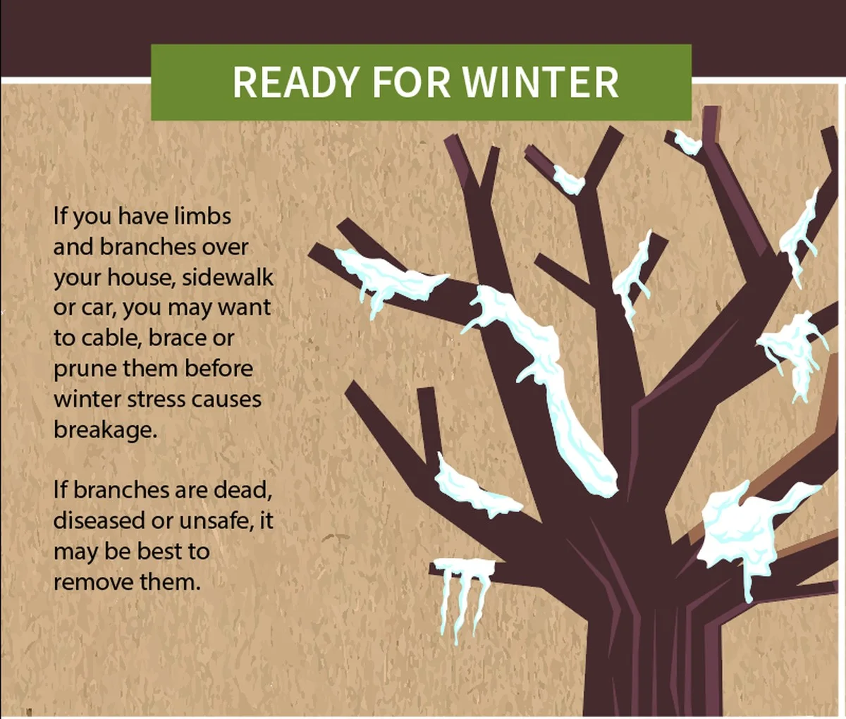 Risse und dunkle Flecken: Diese verräterischen Ecodetails verraten, warum Ihre Bäume im Winter sterben - image 2