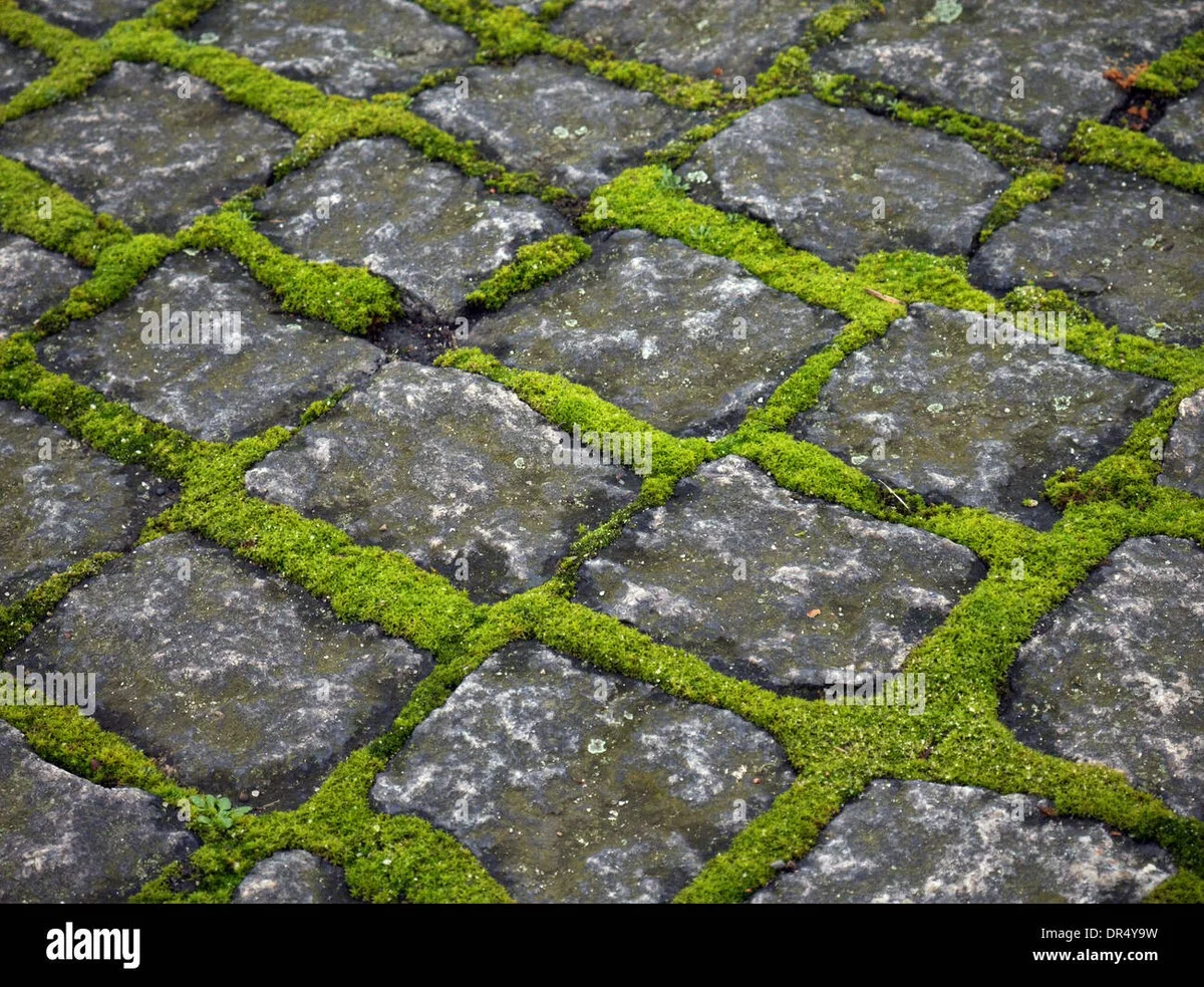 Schluss mit der Moosplage: Das eine Hausmittel, das Ihre Wege jahrelang schützt | Senior-Tipps - image 1