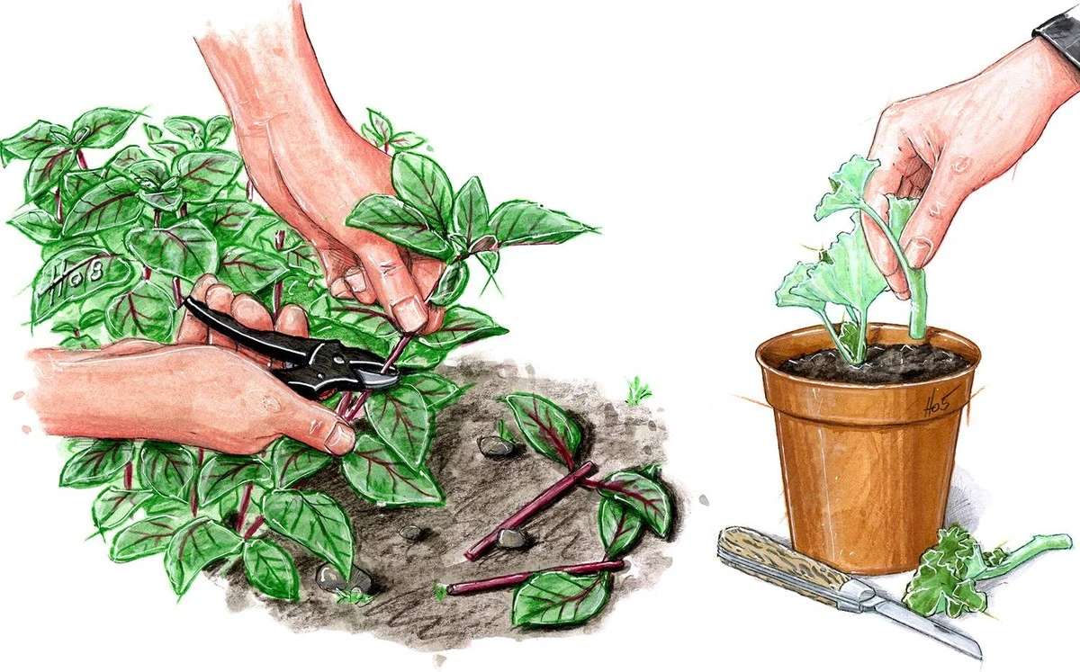 Vermeiden Sie diese Fehler: So gelingen Ihre Stecklinge im Winter und blühen im Frühling - image 2
