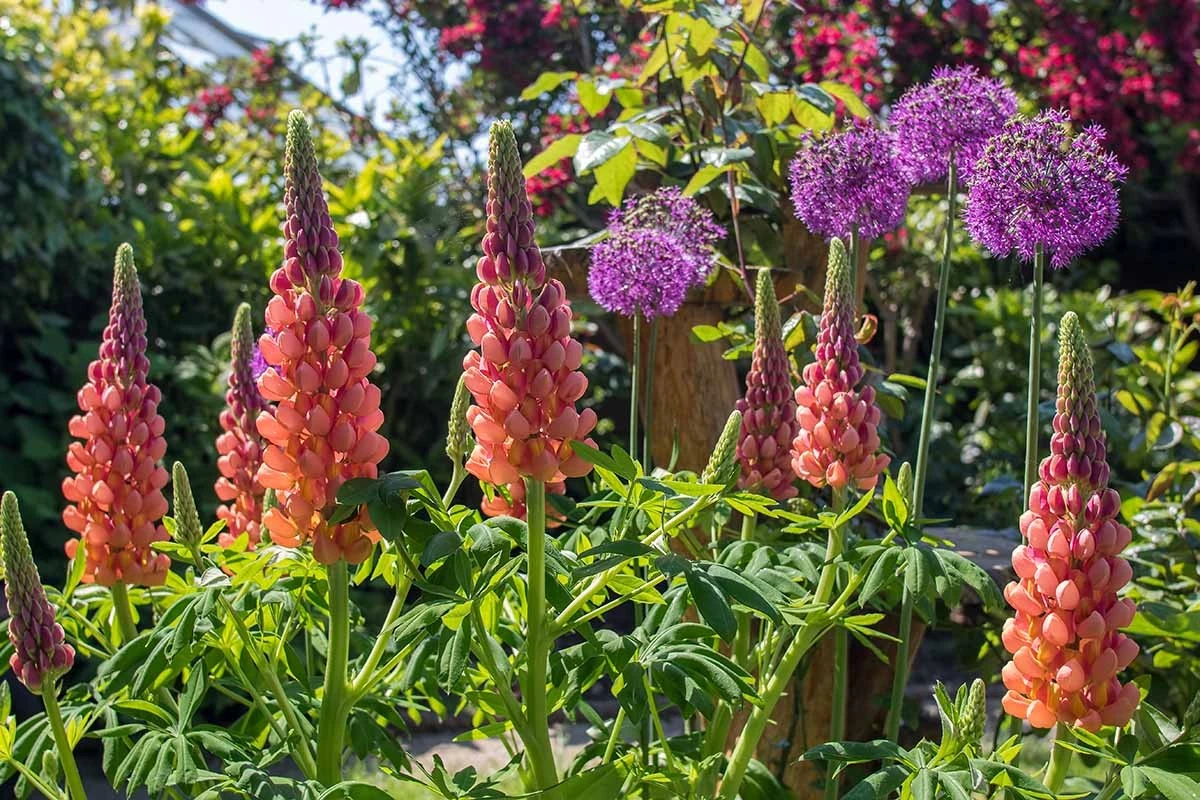 Vier Blumen, die sich selbst aussäen: Ihr Garten blüht jedes Jahr wie von selbst und lockt Vögel an - image 2