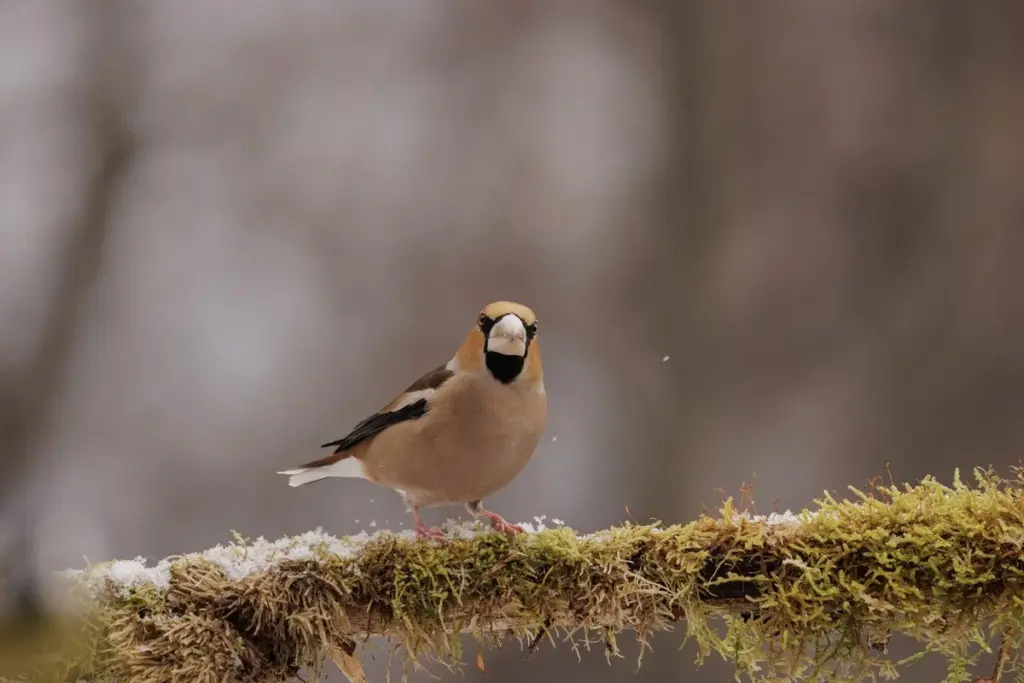 Vogelfreundliche Gärten: So zählen Sie mit und helfen der Natur