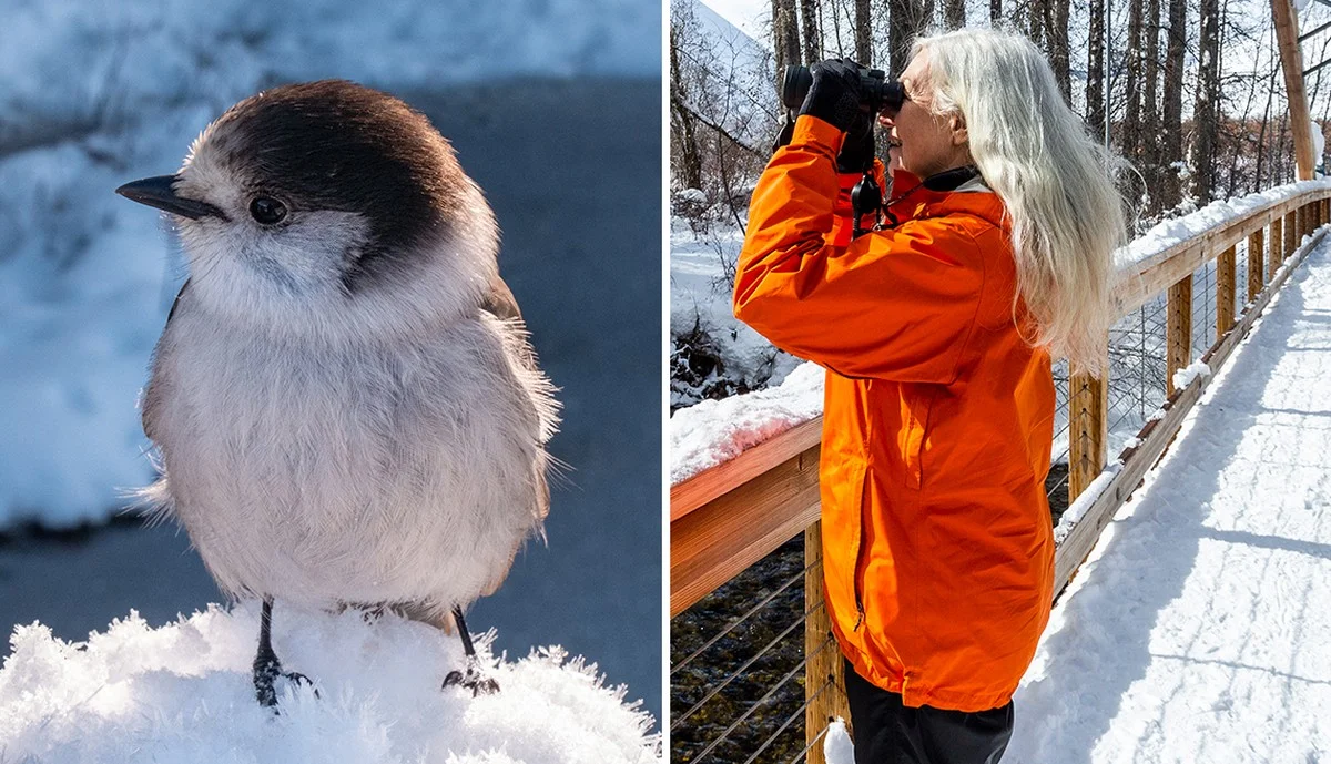 Vogelfreundliche Gärten: So zählen Sie mit und helfen der Natur - image 2