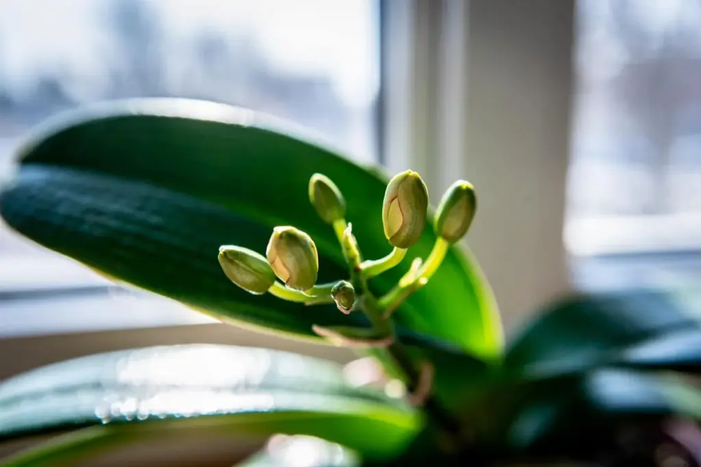 Warum erfahrene Gärtner im Winter einen Nachttemperatursturz für Orchideen nutzen