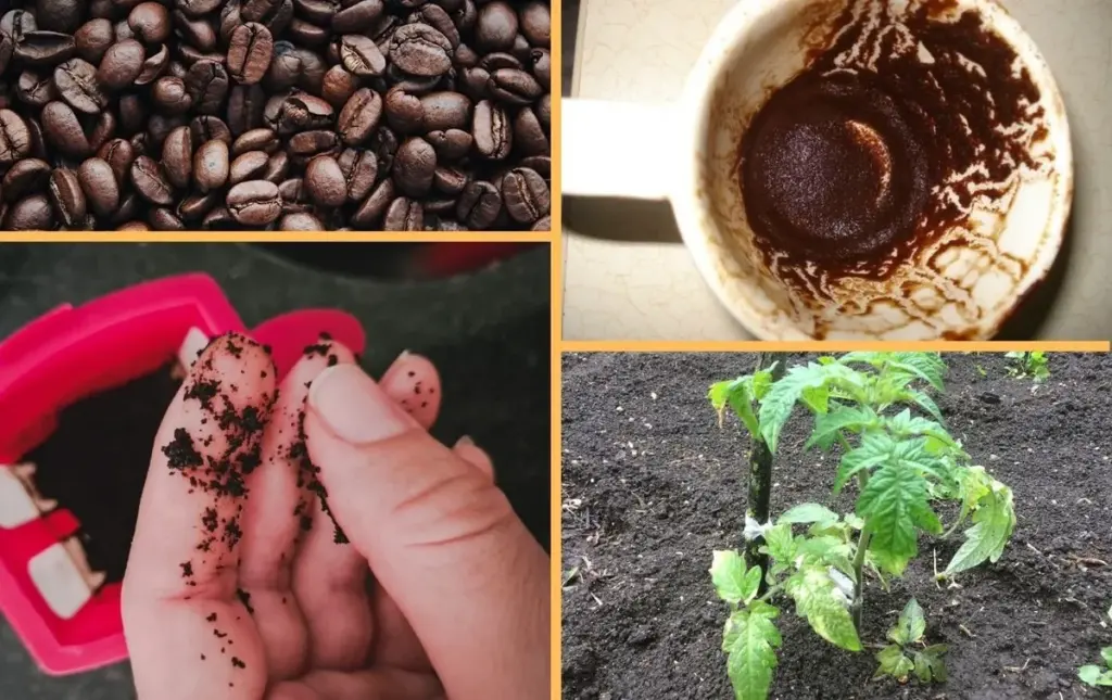 Warum erfahrene Gärtner den Kaffeesatz nie wegwerfen: 3 Wege, die jeder Österreicher kennen sollte