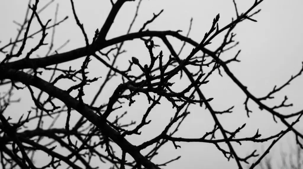 Warum erfahrene Gärtner im Jänner auf die Form ihrer Obstbäume achten