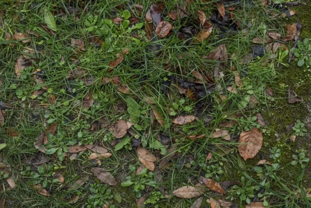 Warum erfahrene Gärtner den Rasen schon im Jänner nicht in Ruhe lassen