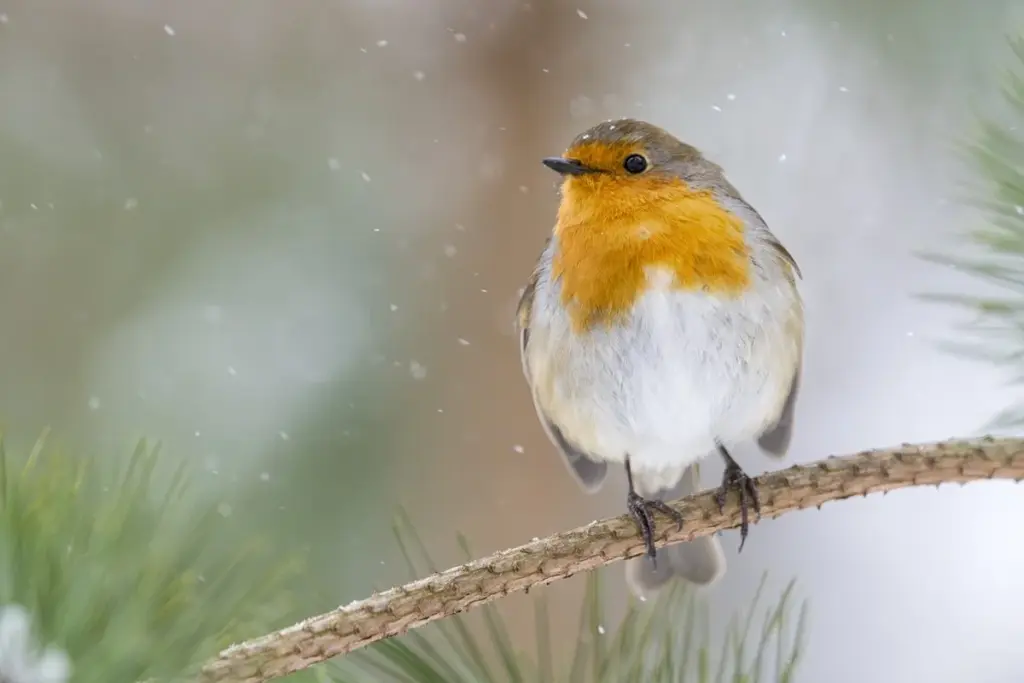 Warum erfahrene Gärtner im Winter Laub an die Hauswand legen