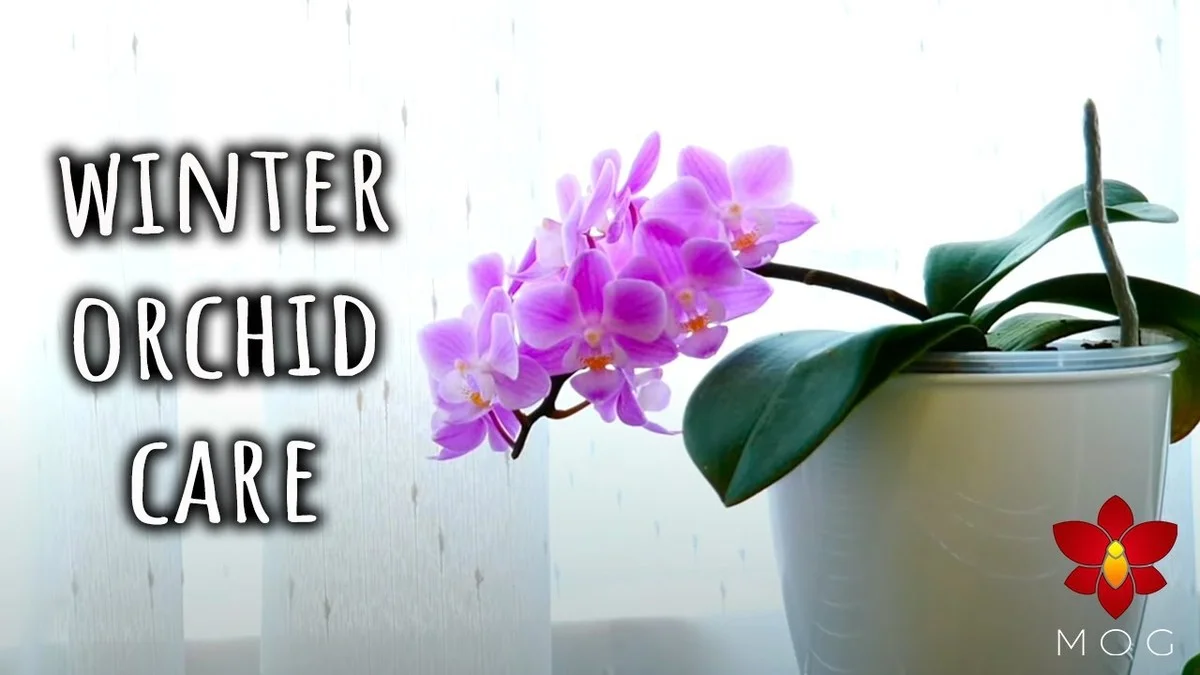 Warum erfahrene Gärtner im Winter einen Nachttemperatursturz für Orchideen nutzen - image 1