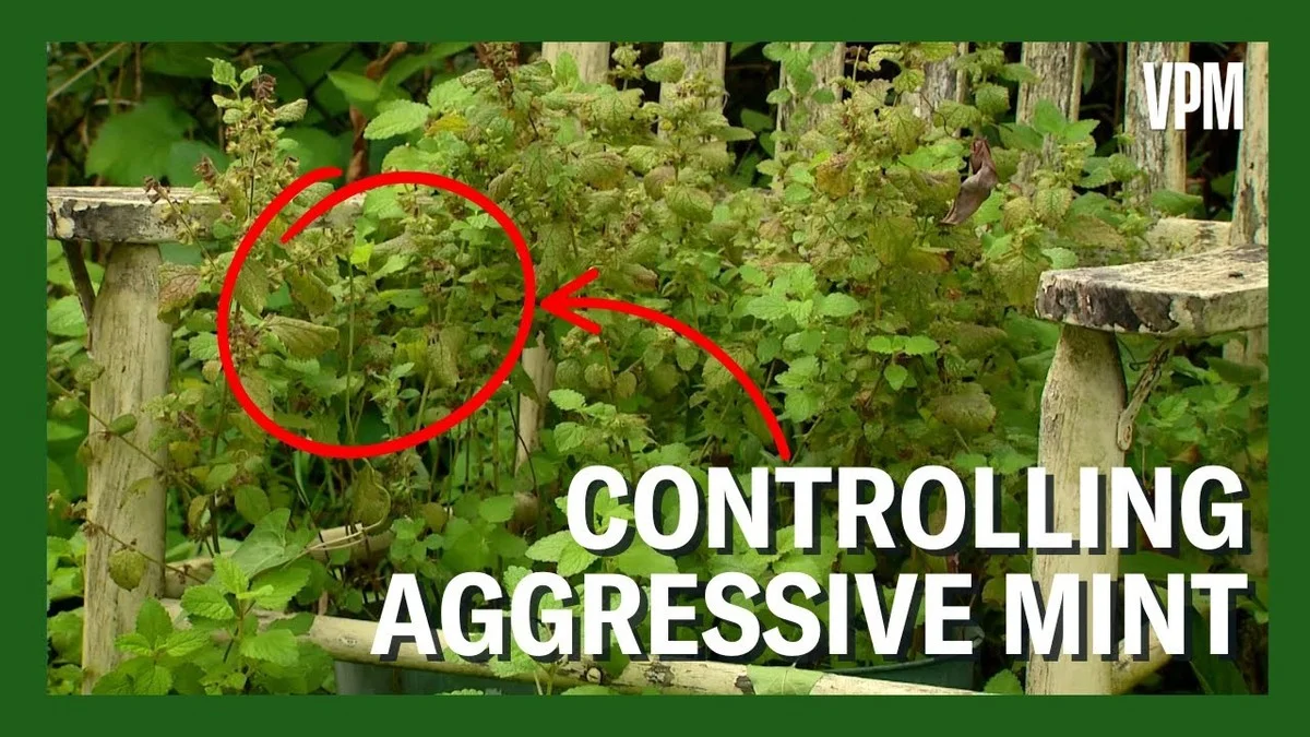 Warum erfahrene Gärtner Minze in Österreich nur im Topf pflanzen - image 1