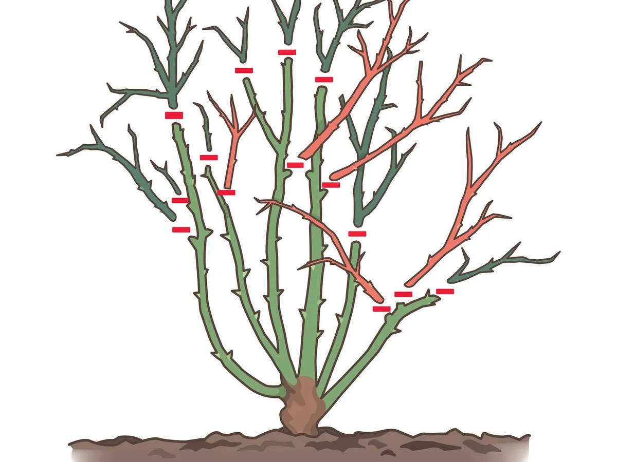 Warum erfahrene Gärtner ihre Rosenstöcke im Januar lüften - image 1