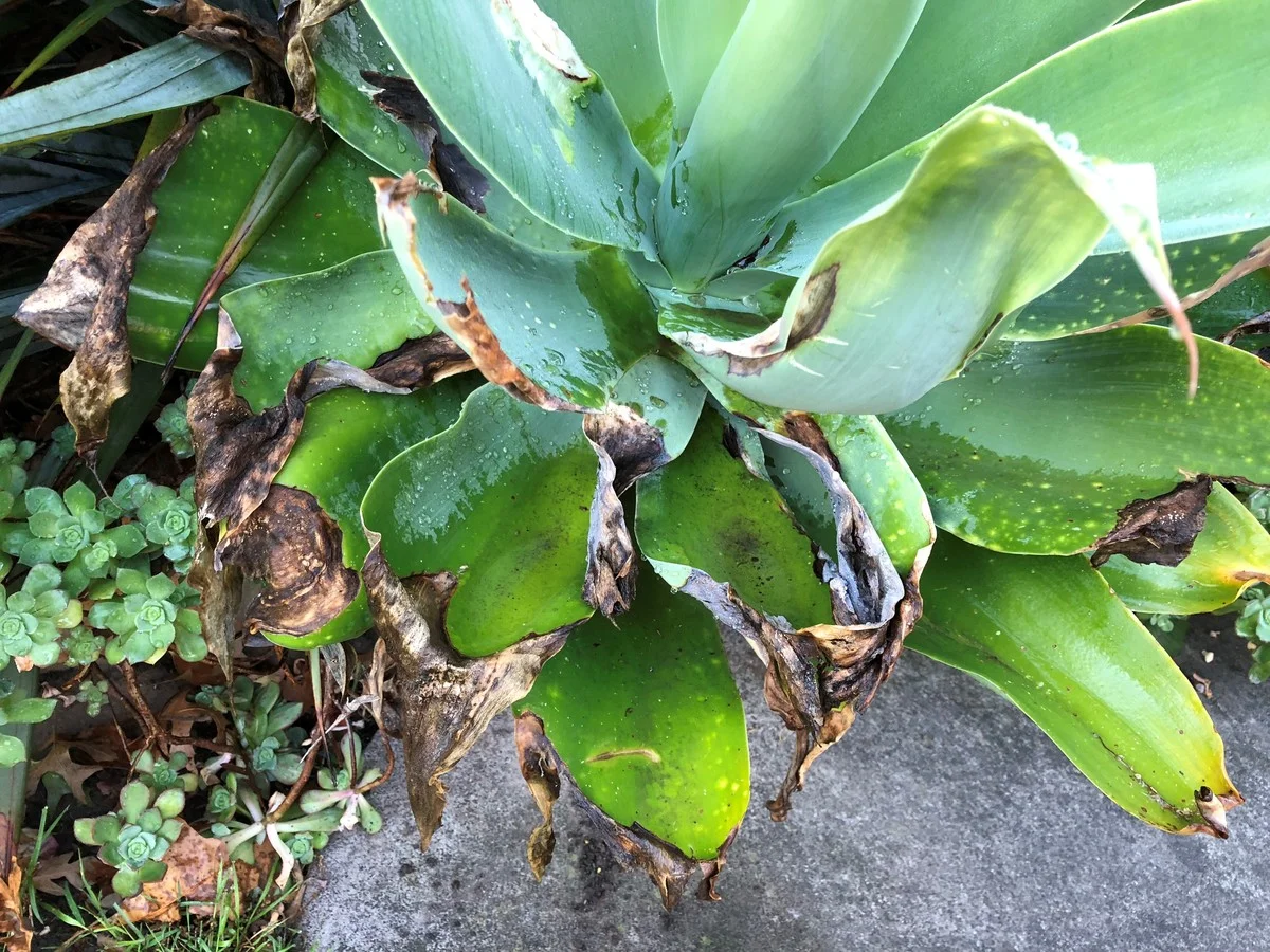 Warum erfahrene Gärtner bei Frost weiche Agavenblätter sofort abschneiden - image 1