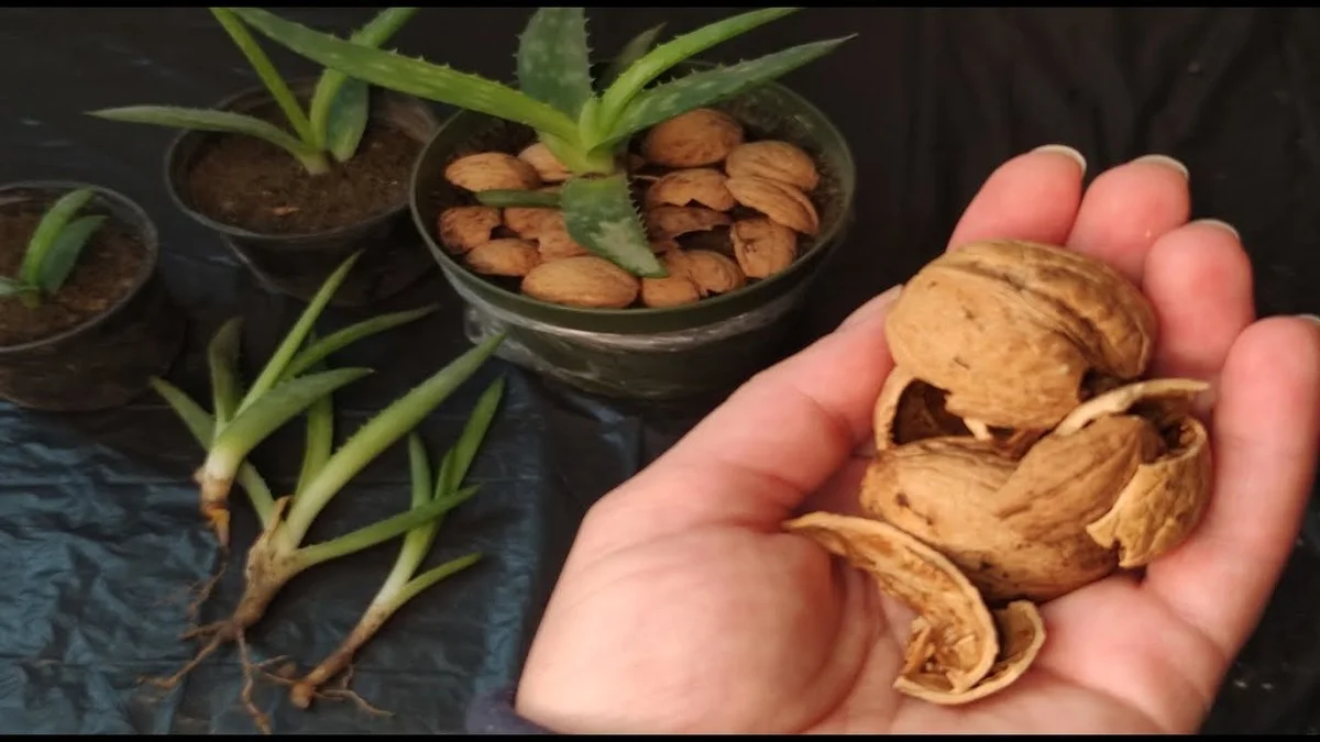 Warum erfahrene Gärtner Walnussschalen niemals wegwerfen - image 1