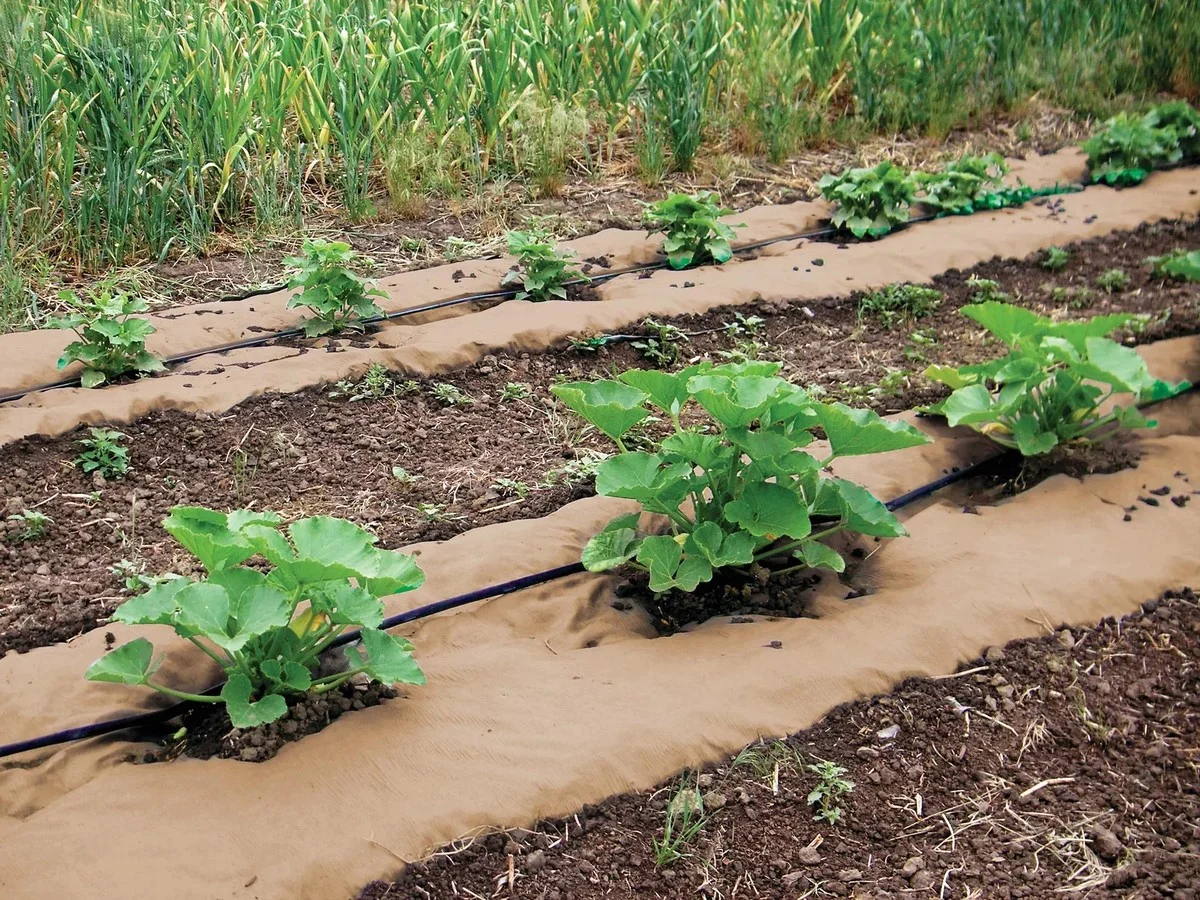 Warum erfahrene Gärtner unbedrucktes Papier niemals wegwerfen (und wie es den Boden rettet) - image 1