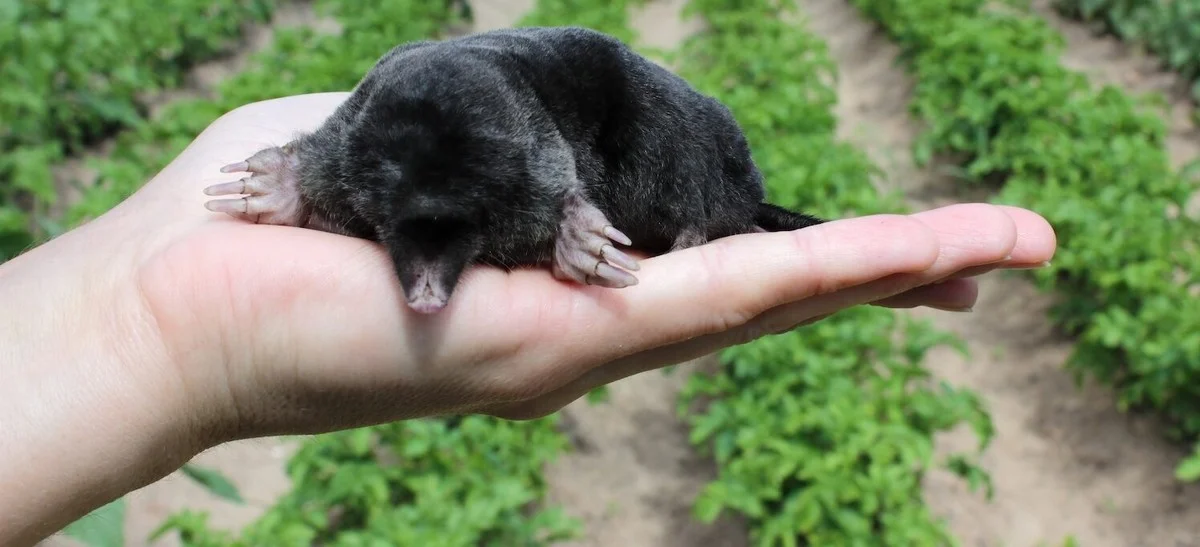 Warum erfahrene Gärtner eine Handvoll Haare direkt in Maulwurfshügel stecken - image 2