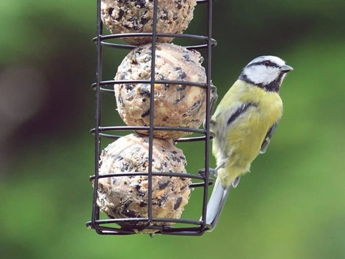 Warum erfahrene Gärtner ungesalzenes Fett im Winter auf den Balkon legen - image 2