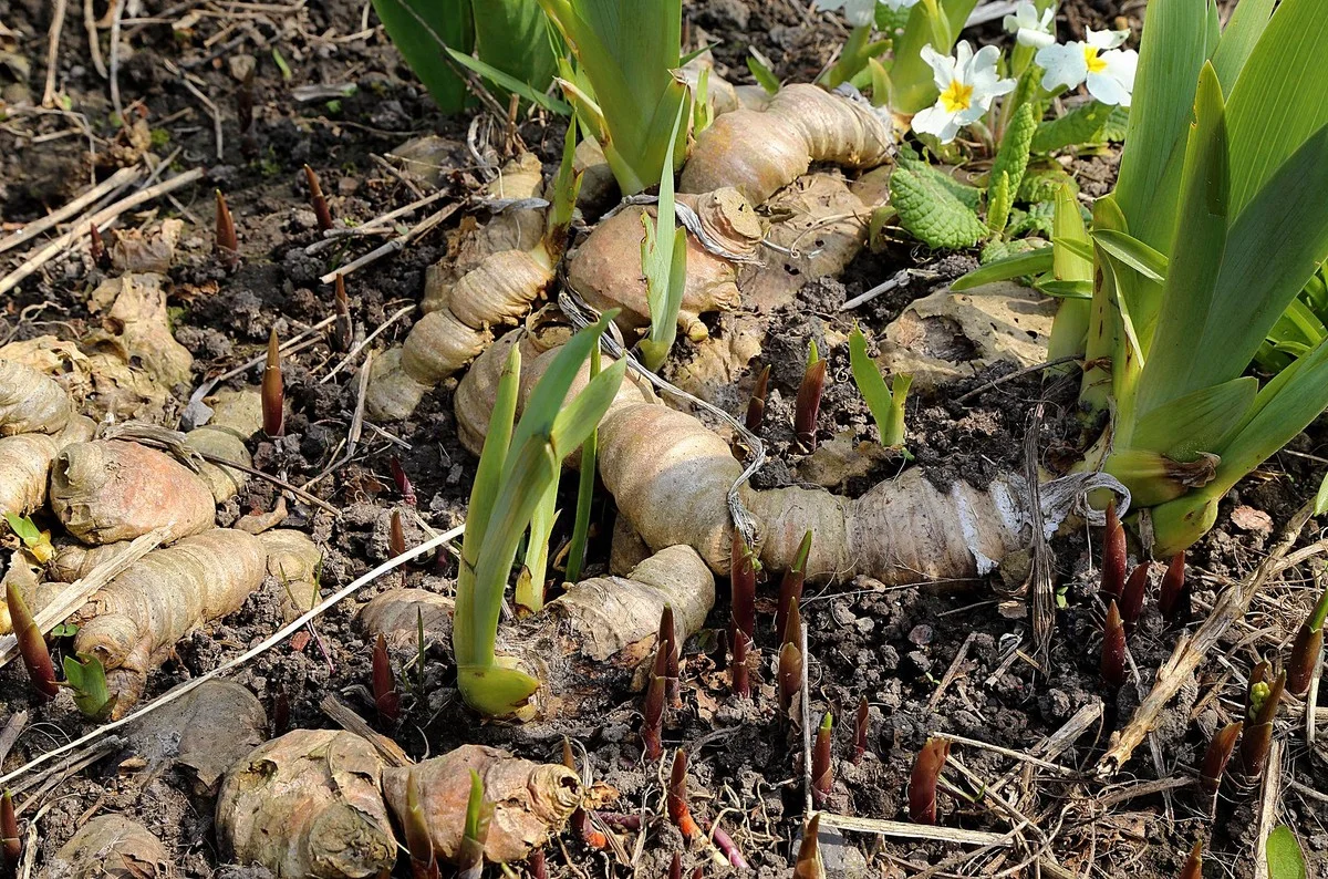 Warum erfahrene Gärtner Minze in Österreich nur im Topf pflanzen - image 2